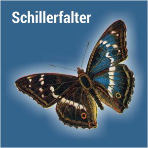 Schillerfalter